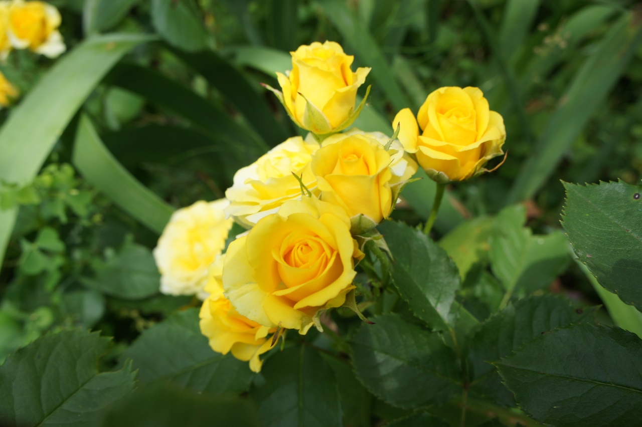 Роза почвопокровная Еллоу Фери_2