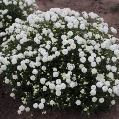 тысячелистник птармика