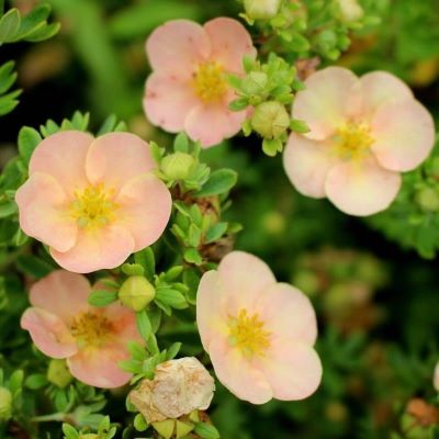 Лапчатка кустарниковая Дэйдаун