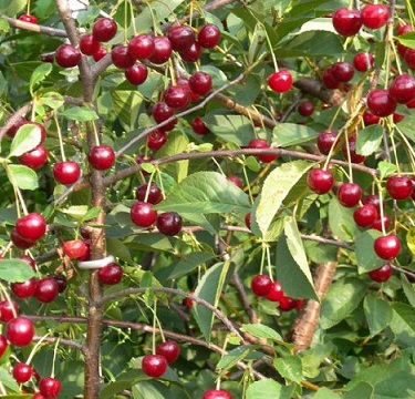 Вишня обыкновенная Любская3