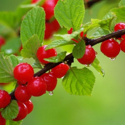 Вишня войлочная Лето