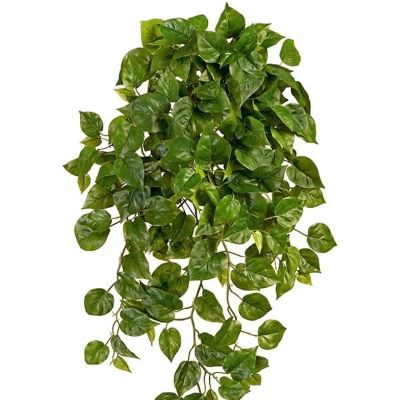 Филодендрон Элегант ампельный большой новый 