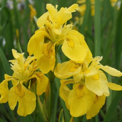 флора плена