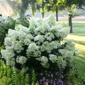 Гортензия метельчатая Бобо Нобль2
