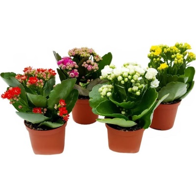 Каланхое Каландива Микс