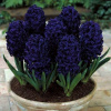 hyacinthus-dark-dimension_1