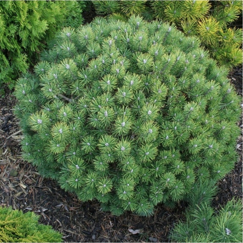 НоменклатураПрисоединенныеФайлы