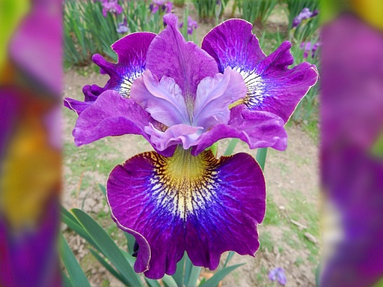 1_ТЫСЯЧА ПОЦЕЛУЕВ