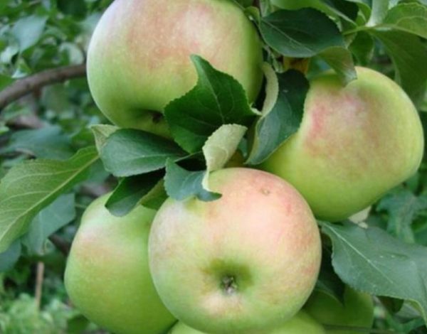 яблоня богатырь