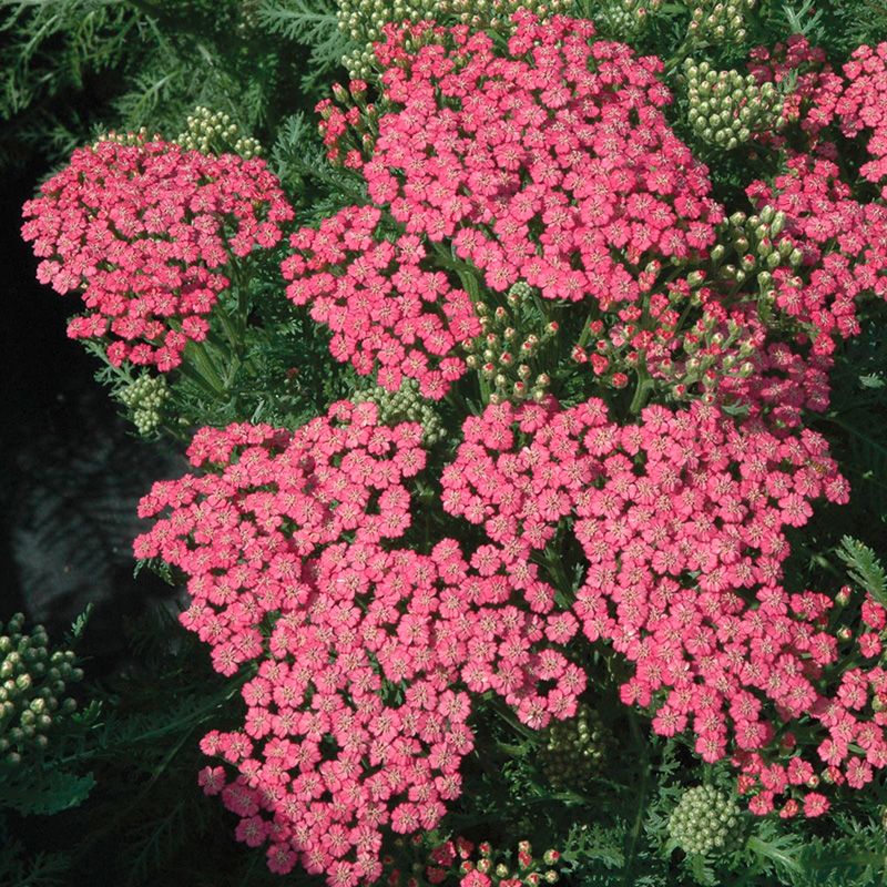 Тысячелистник-обыкновенный-Тутти-Фрутти-Пинк-Грейпфрукт